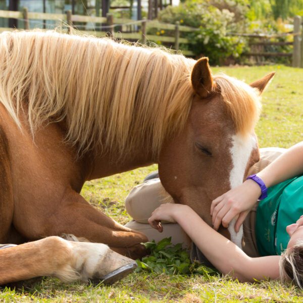 Pretty young girl lies on the grass with her lazy pony who is enjoying a snooze in the sunshine.