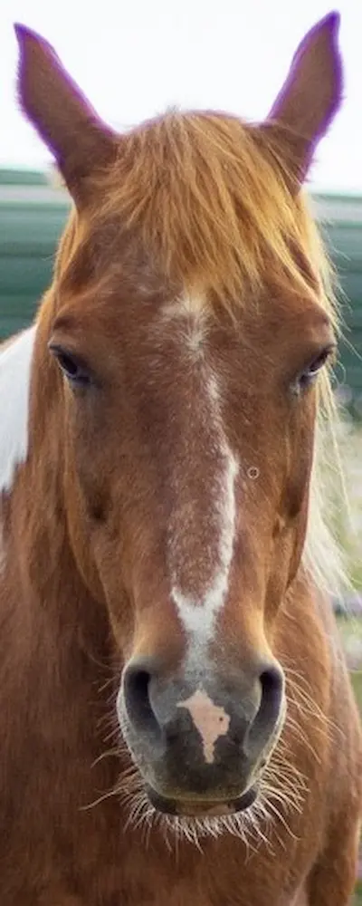 Harmony rescue horse at Beyond Liberty