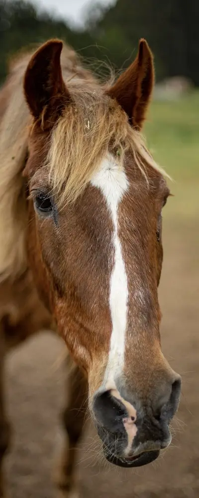 majesty rescue horse at Beyond Liberty
