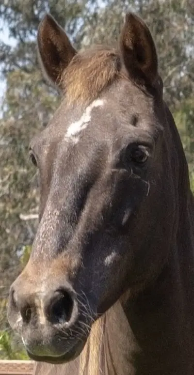 Melody wild horse rescued from Yakama Nation, gentle mare at Pregnant Mare Rescue sanctuary