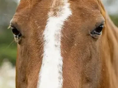 Mollie rescued bucking bronco mare, thriving in therapeutic sanctuary programs.