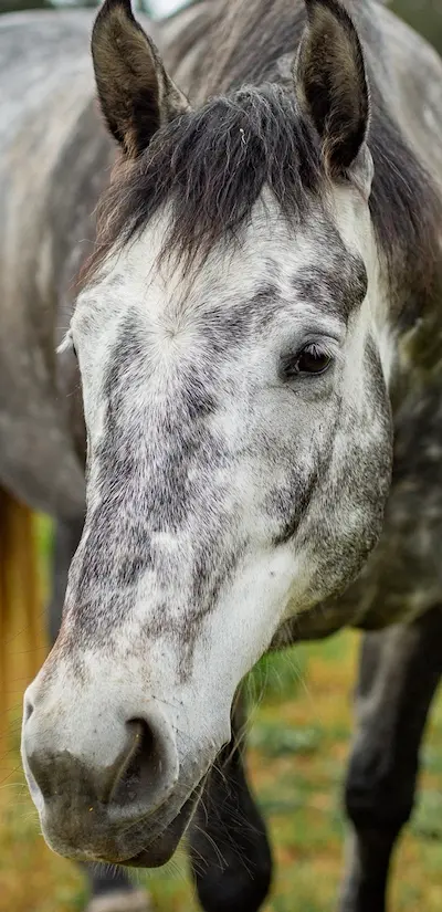 Phoenix rescue horse at Beyond Liberty