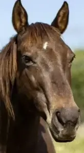Rio broodmare rescued to sanctuary, elegant horse bringing peace and grace to the herd