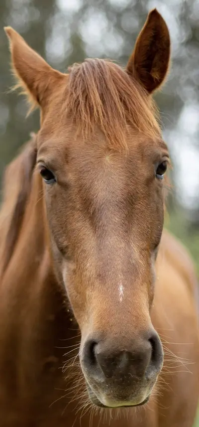 Ruby-rescue-horse-at-Beyond-Liberty