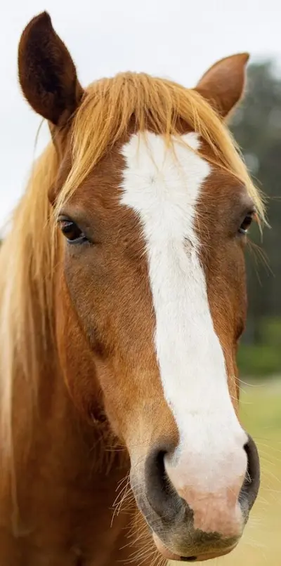 Tag rescue horse at Beyond Liberty