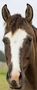 Tilly rare coat horse with PSSM2 condition, recovering and thriving at Pregnant Mare Rescue