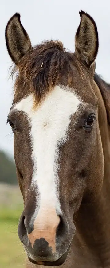 Tilly rare coat horse with PSSM2 condition, recovering and thriving at Pregnant Mare Rescue