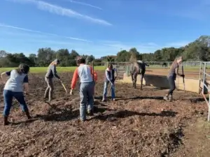 Volunteers working together in a paddock to clean and care for the environment around a PMR horse.