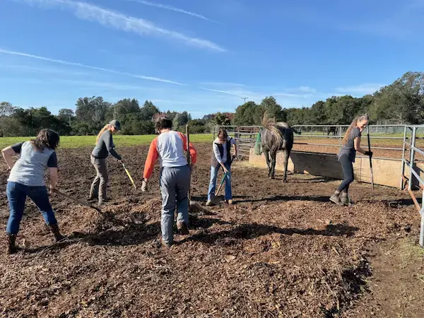 Volunteers working together in a paddock to clean and care for the environment around a PMR horse.