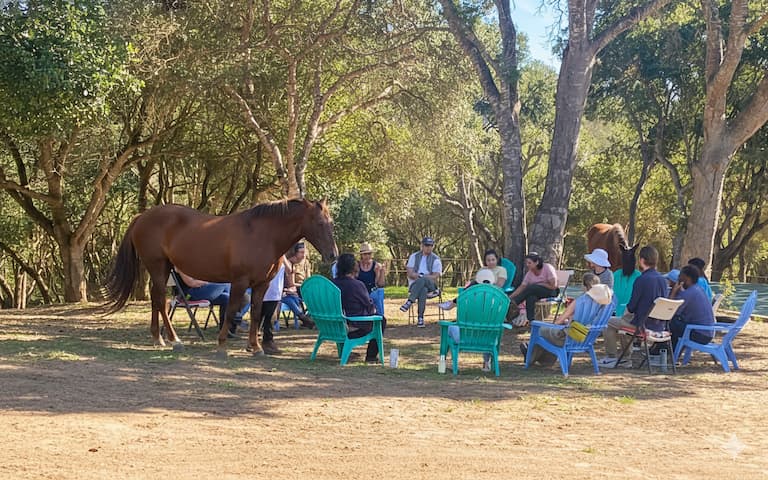 Group Reiki session in nature with horses and participants seated in a healing circle