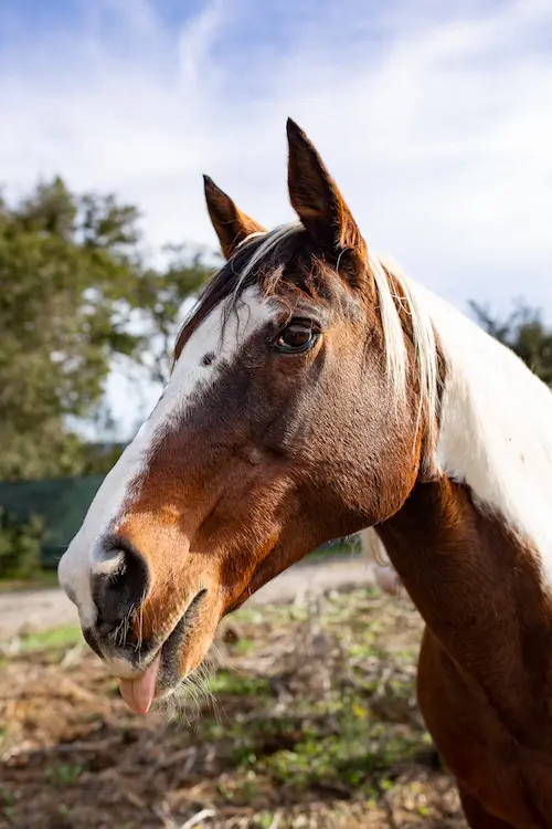 Willow the rescued horse sticking out her tongue in a playful close-up at Beyond Liberty sanctuary